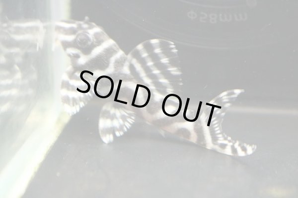 画像3: 石ちゃんブリード・オマケVerIスペシャル×オマケVerII5.7cmNo15 (3)