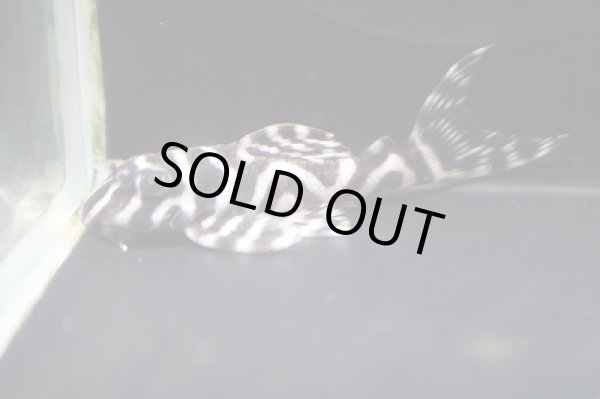 画像2: 石ちゃんブリード・オマケVerIスペシャル×オマケVerII5.7cmNo15 (2)