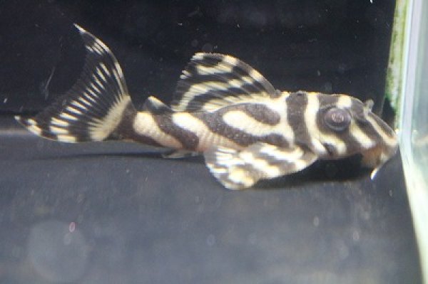 画像2: 石ちゃんブリード・オマケVerIスペシャル×オマケVerII5.5cmNo5 (2)