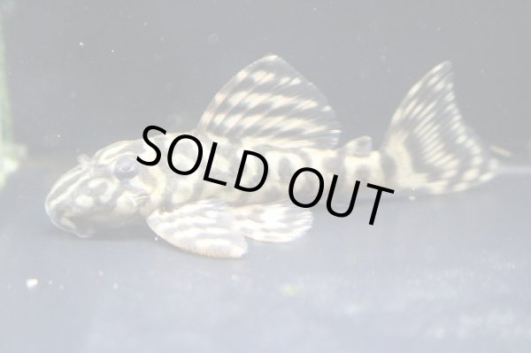 画像2: 石ちゃんブリード・オマケオリノコメガクラウンアダルト♂7.0ｃｍ (2)