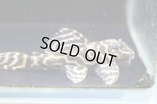 画像4: 石ちゃんブリード・オマケオリノコメガクラウンアダルトペア・♂7.5ｃｍ雌6.8ｃｍ (4)