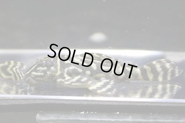 画像5: 石ちゃんブリード・オマケオリノコメガクラウンアダルトペア・♂7.2ｃｍ雌7.0ｃｍ (5)