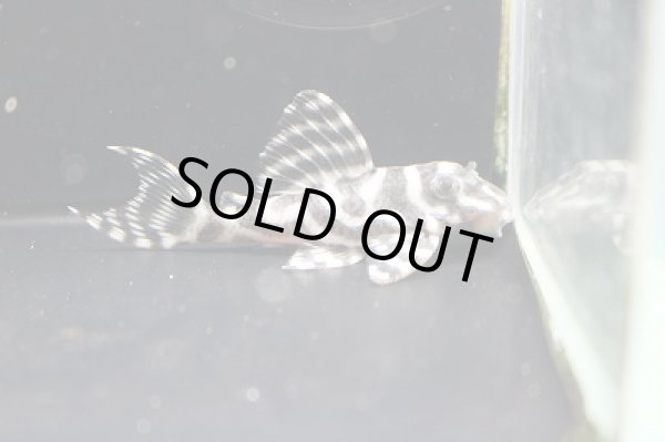 画像2: オセロブリード・第2系統×第一エースの子6.8ｃｍ (2)