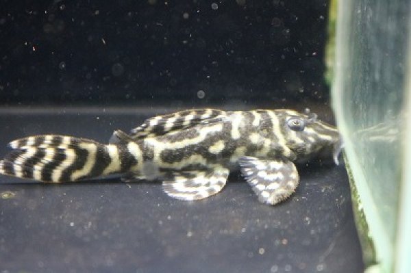 画像2: 石ちゃんブリード・オマケオリノコメガクラウンアダルト6.8ｃｍNo2 (2)