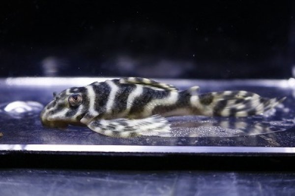 画像2: オマケノンバー×オマケノンバー6.0ｃｍ (2)