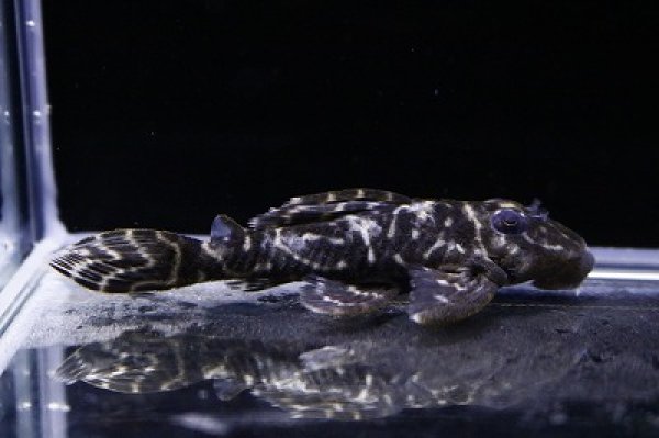 画像2: 石ちゃんブリード・オマケオリノコメガクラウン7.0ｃｍNo11 (2)