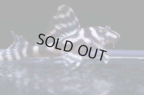 画像2: 雲ブリード・GstyleCF血統×Jun6.0ｃｍNo1 (2)