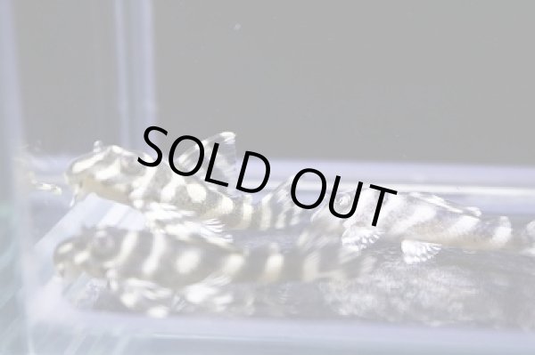 画像2: オセロブリード・黒丸（スパドラ）×オセロ（BMBB×Wild）4ｃｍ±5匹セット (2)