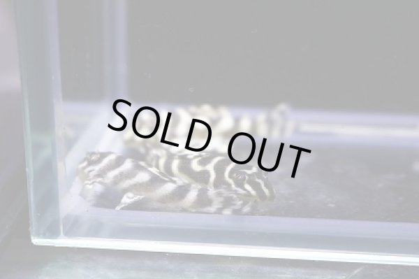 画像3: オセロブリード・黒丸（スパドラ）×オセロ（BMBB×Wild）4ｃｍ±5匹セット (3)