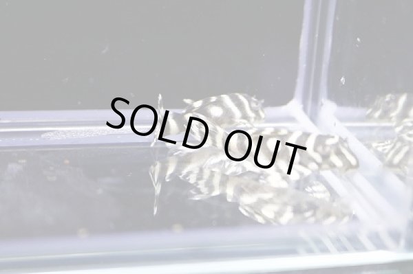 画像5: オセロブリード・黒丸（スパドラ）×オセロ（BMBB×Wild）4ｃｍ±5匹セット (5)