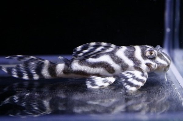 画像2: オセロブリード・黒丸（スパキン）×Wildホワイトロイヤル5.8ｃｍNo4 (2)