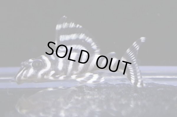 画像2: オセロブリード・オセロ（BMBB×ワイルド）×ヒロ5.5ｃｍNo3 (2)