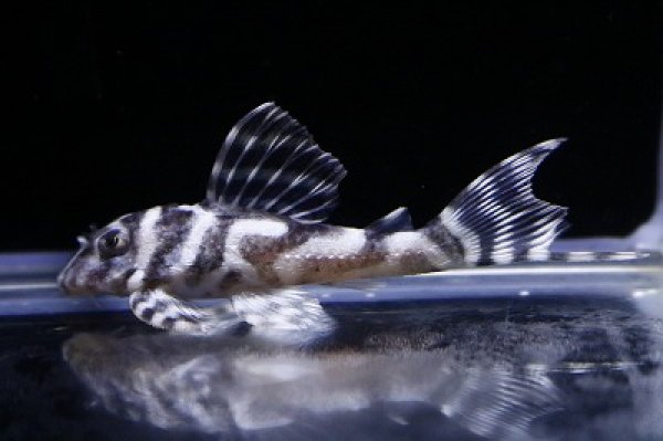 画像2: 雲ブリード・タヌキパパ×第一エースの子5.8ｃｍNo10 (2)