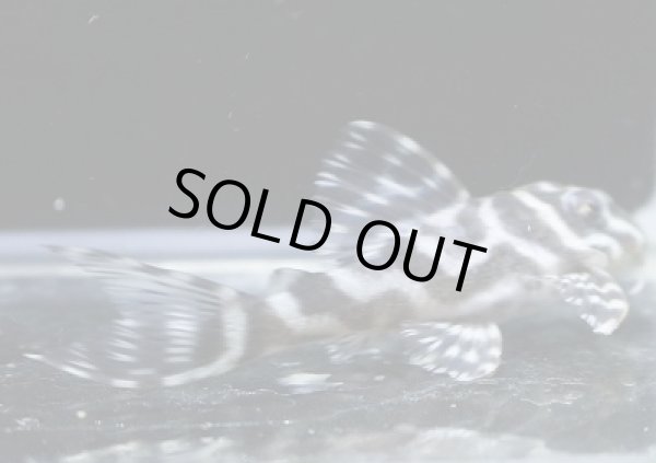 画像2: しおかのブリード・オマケバージョンIII×Gstyleワイルドリアル系6.0ｃｍNo3 (2)