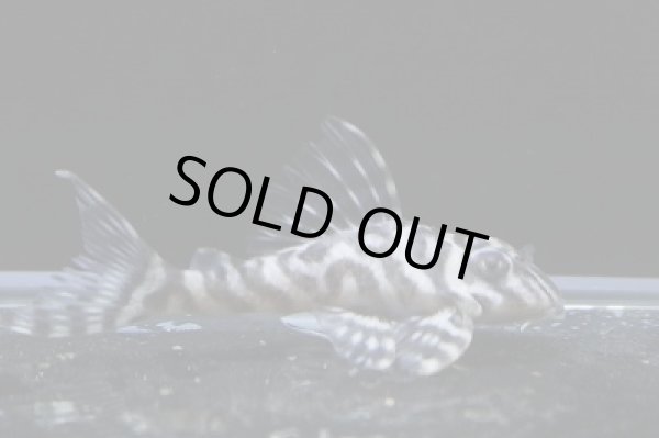 画像2: しおかのブリード・オマケバージョンV×オマケバージョンV6.5ｃｍNo2 (2)