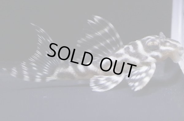 画像2: peaceブリード・オマケスーパーインぺ×バージョンII・F１・5.5ｃｍＮｏ１ (2)