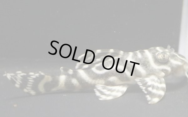 画像2: KAZUブリード・オマケVer1sp×オマケVer５・５・6.2ｃｍＮｏ１ (2)