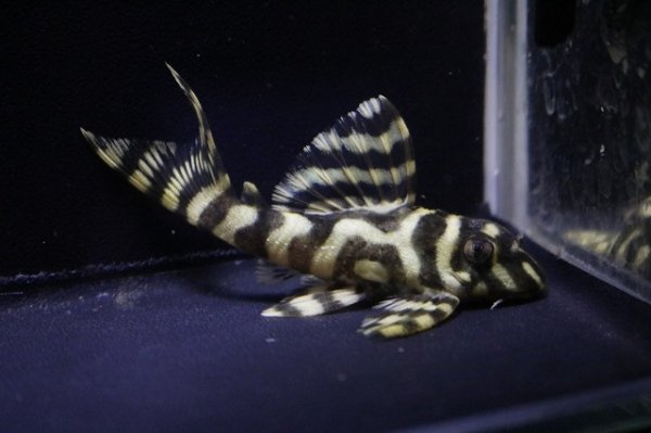 画像2: amaブリード・Ver3B・Ver3×ホワイトロイヤルVer3・6.3ｃｍNo13 (2)