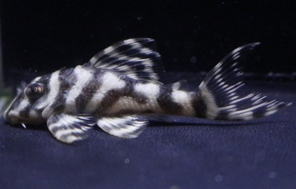 画像2: オセロブリード・オセロブリード×ジャイアンブリード5.2ｃｍＮｏ7 (2)