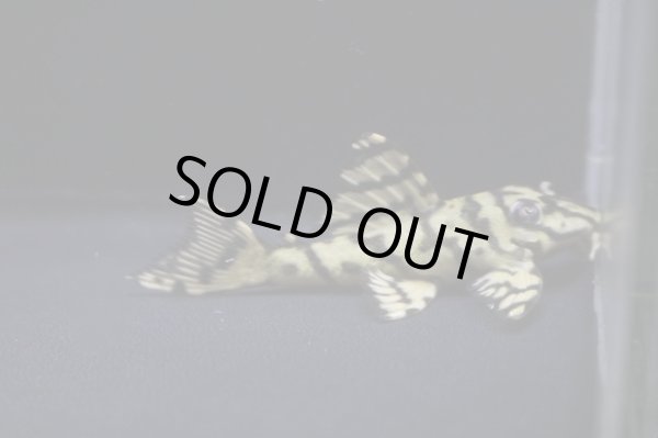 画像2: takanyブリード・オマケオリノコリアル×ワイルドオリノコ・5.3ｃｍＮｏ4 (2)