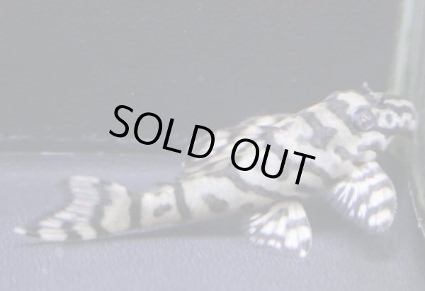 画像2: KAZUブリード・オマケオリノコリアルF3・4.5ｃｍＮｏ２ (2)