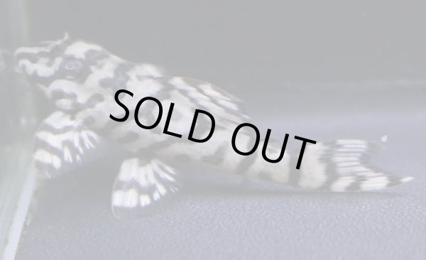 画像3: KAZUブリード・オマケオリノコリアルF3・4.5ｃｍＮｏ２ (3)