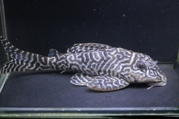 画像3: 飼い込み個体・オマケL66・12.0ｃｍNo2オス個体 (3)