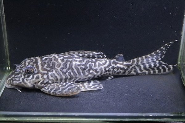 画像2: 飼い込み個体・オマケL66・12.0ｃｍNo2オス個体 (2)