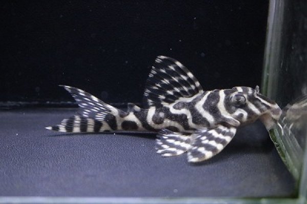 画像2: amaブリード・Ver3B・Ver3×ホワイトロイヤルVer3・7.0ｃｍNo23 (2)