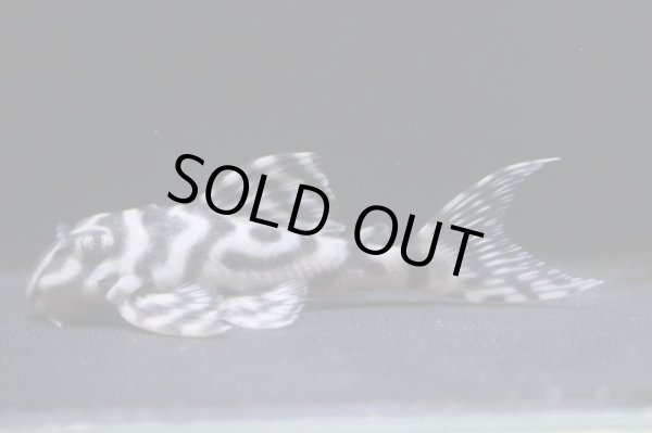 画像3: まっちゃん工房・オマケ俺一VerIII×JUN・JUN6.7ｃｍＮｏ3 (3)