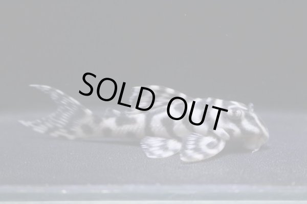 画像4: まっちゃん工房・オマケ俺一VerIII×JUN・JUN6.7ｃｍＮｏ3 (4)