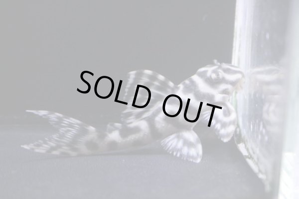 画像5: まっちゃん工房・オマケ俺一VerIII×JUN・JUN6.7ｃｍＮｏ3 (5)