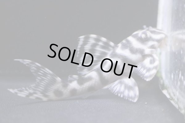 画像2: まっちゃん工房・オマケ俺一VerIII×JUN・JUN6.7ｃｍＮｏ3 (2)