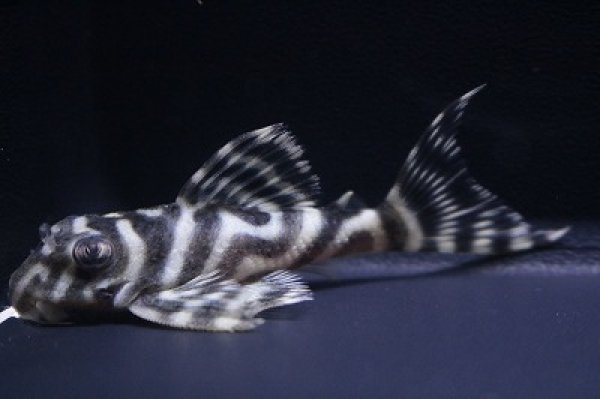 画像2: オセロブリード・オセロブリード×オセロブリード6.0ｃｍＮｏ4 (2)