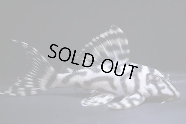 画像2: まっちゃん工房・オマケ俺一VerIII×JUN・JUN8.2ｃｍＮｏ3リアルメガクラウンゼブラ (2)