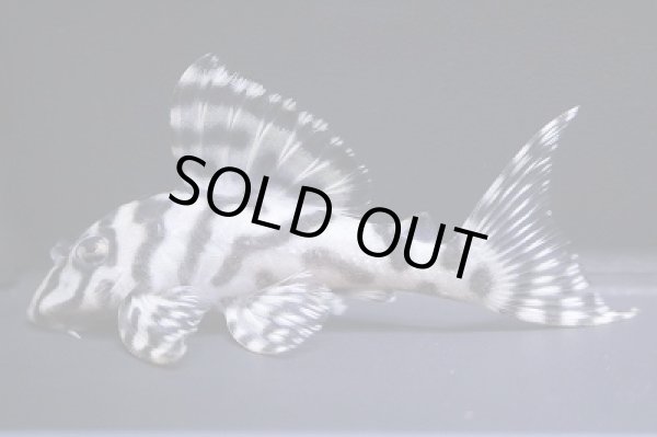 画像5: まっちゃん工房・オマケ俺一VerIII×JUN・JUN8.2ｃｍＮｏ3リアルメガクラウンゼブラ (5)