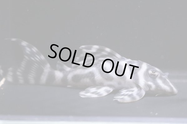 画像2: takanyブリードBMkong・プシケ×タヌキパパ・リアル（ｃｆ×ｃｆ）Ｆ１・8.2ｃｍＮｏ2 (2)