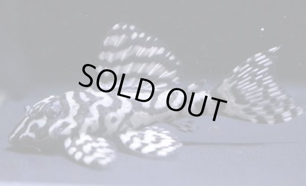 画像4: nagisaブリード・オマケオリノコリアルF3・5.5ｃｍＮｏ3　 (4)