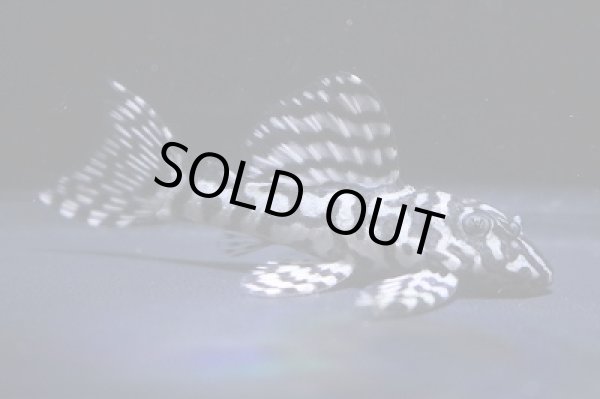 画像3: nagisaブリード・オマケオリノコリアルF3・5.5ｃｍＮｏ3　 (3)