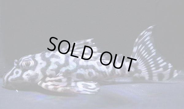 画像6: 飼い込み個体・メガクロス×ダンプティー9.3センチ・リアルメガクラウンゼブラ繫殖経験あり　 (6)