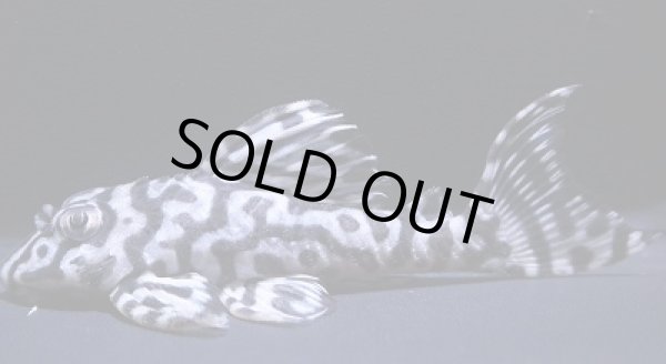 画像3: 飼い込み個体・メガクロス×ダンプティー9.3センチ・リアルメガクラウンゼブラ繫殖経験あり　 (3)