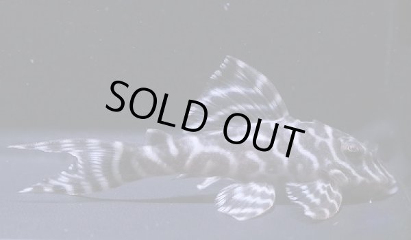 画像2: KAZUブリード・オマケバージョンV×オマケバージョンV・7.2ｃｍＮｏ5 (2)