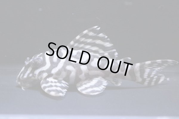 画像4: G3ブリード・オマケバージョンV×オマケバージョンI・III・7.5ｃｍＮｏ１ (4)