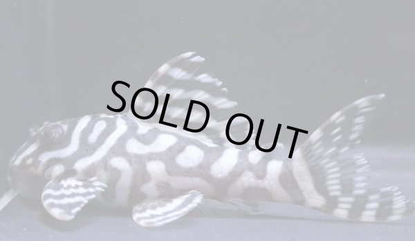 画像2: G3ブリード・オマケバージョンV×オマケバージョンI・III・7.5ｃｍＮｏ１ (2)