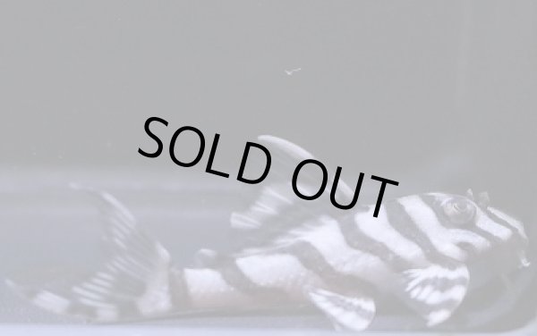 画像2: G3ブリード・オマケバージョンV×オマケバージョンI・III・5.5ｃｍＮｏ3 (2)