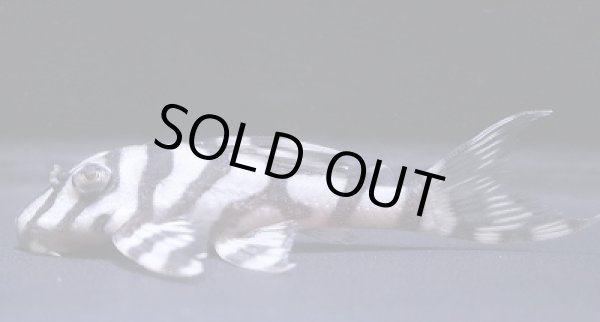 画像4: G3ブリード・オマケバージョンV×オマケバージョンI・III・5.5ｃｍＮｏ3 (4)