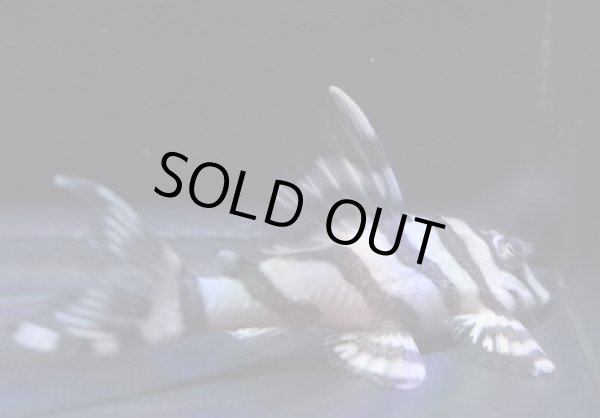 画像3: G3ブリード・オマケバージョンV×オマケバージョンI・III・5.5ｃｍＮｏ3 (3)