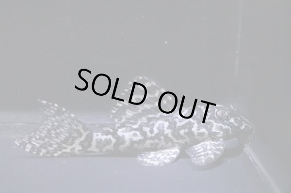 画像2: nagisaブリード・オマケオリノコリアルF3・5.5ｃｍＮｏ3　 (2)