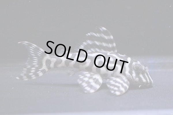 画像2: Yasuブリード・オマケバージョンV×オマケバージョンIII・III・5.7ｃｍＮｏ7 (2)