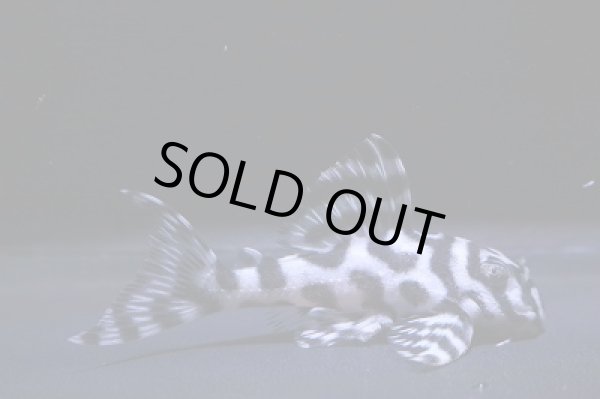 画像2: しおかのブリード・ウィルライン（4th・5th）×L236インドネシア・5.2ｃｍNo4 (2)